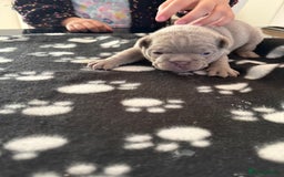 French Bulldog dogs for sale: Adorable French Bulldog Puppies for Sale 🐾 - Image 6