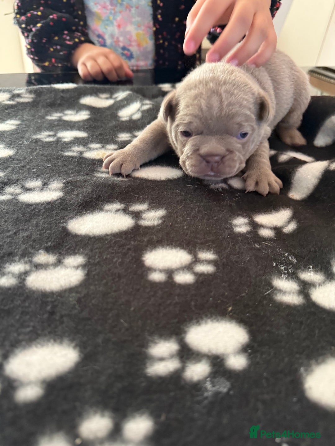 French Bulldog dogs for sale: Adorable French Bulldog Puppies for Sale 🐾 - Image 6