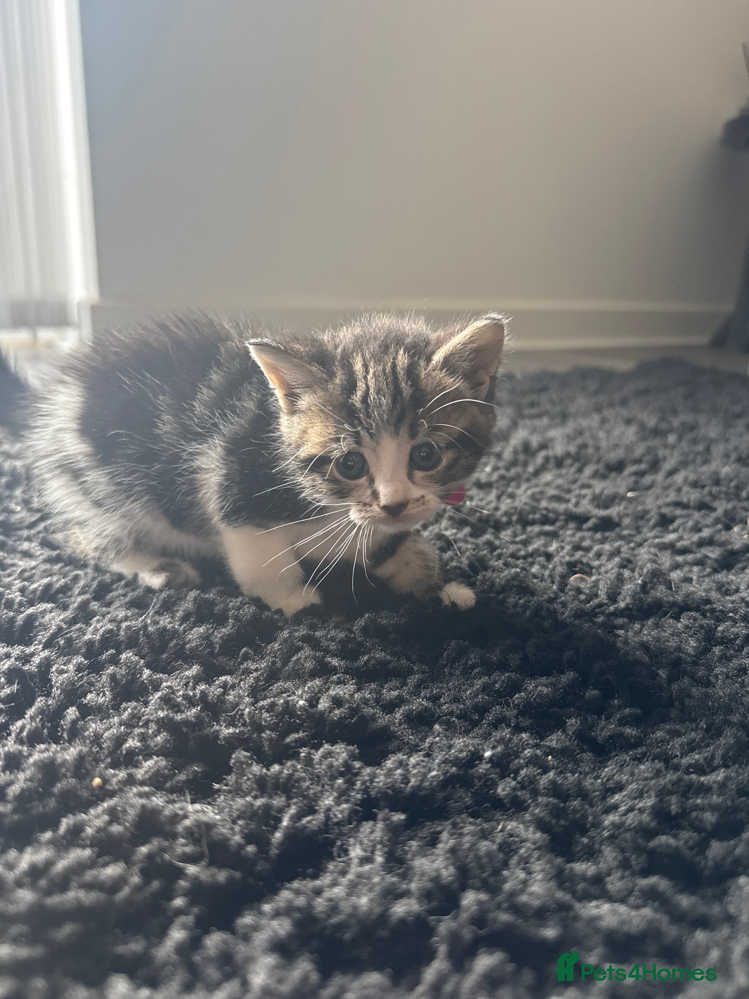Mixed Breed cats Six Adorable Playful Kittens Looking For Homes - Advert 2