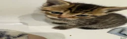 Mixed Breed cats for sale: Beautiful tabby & black kittens - Advert 2