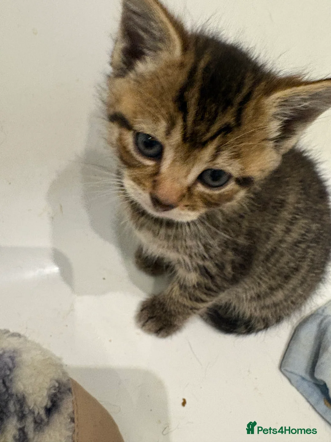 Mixed Breed cats for sale: Beautiful tabby & black kittens - Advert 2