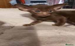 Oriental cats for sale: Full Pedigree Oriental 1 Kitten XL size ears GCCF - Advert 18