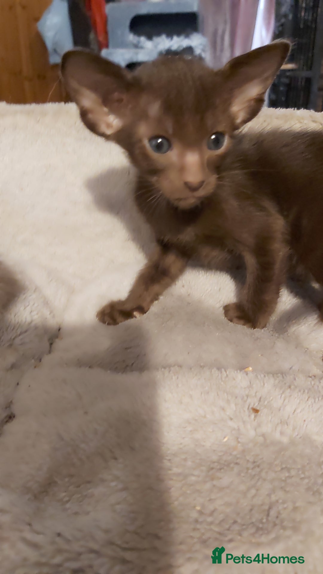 Oriental cats for sale: Full Pedigree Oriental 1 Kitten XL size ears GCCF - Advert 18