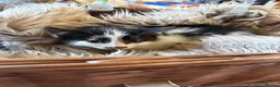 Mixed Breed cats for sale: Beautiful kittens for sale  - Advert 11