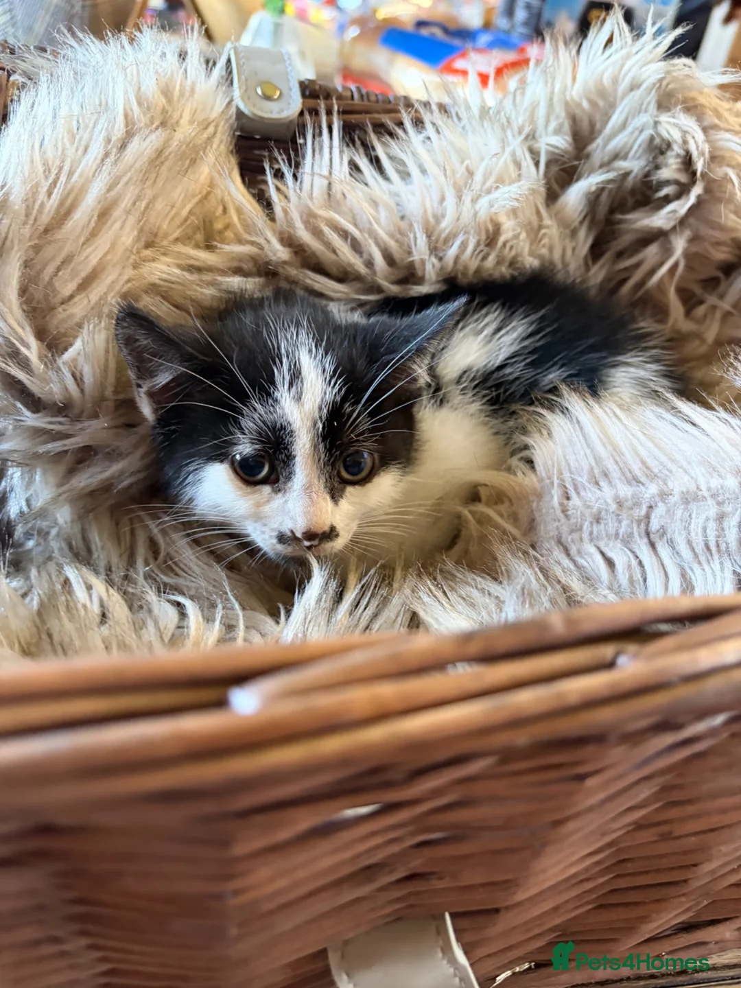 Mixed Breed cats for sale: Beautiful kittens for sale  - Advert 11