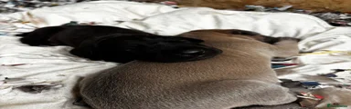 Great Dane 4