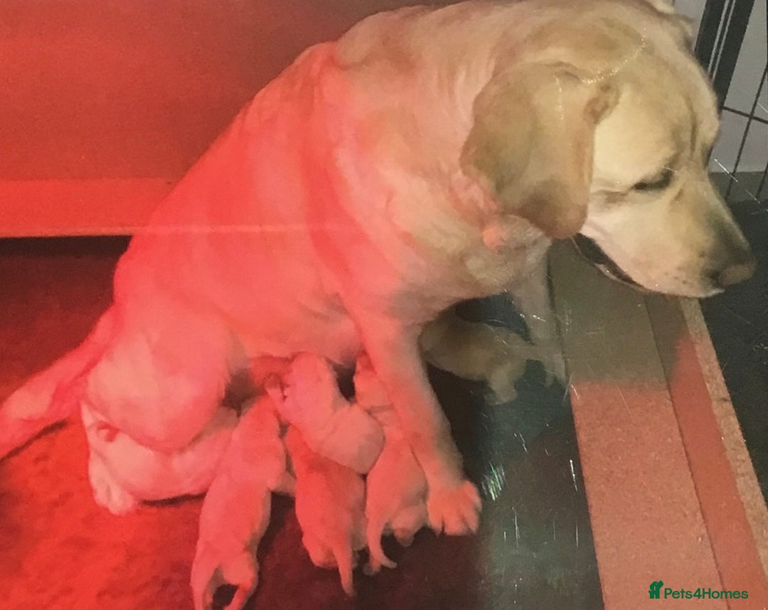 Labrador Retriever dogs for sale: Golden Labrador pups Ready Now - Image 11
