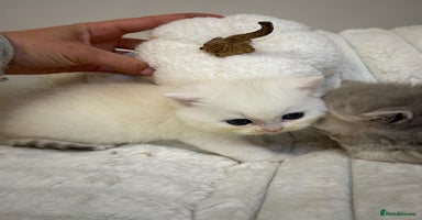 British Shorthair cats - Advert 13