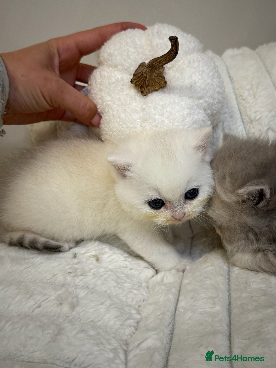 British Shorthair cats for sale: Affectionate lap cats health tested parents  - Image 7