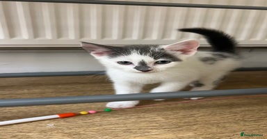 Mixed Breed cats - Advert 10