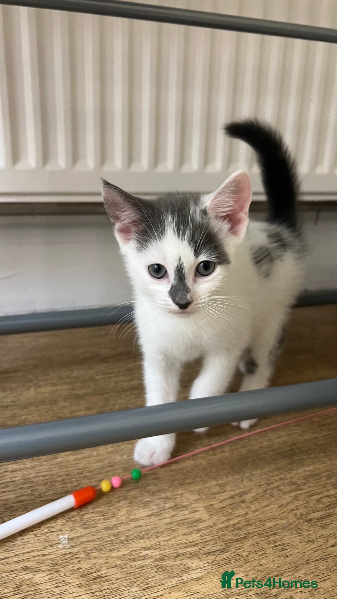Mixed Breed cats for sale: 3 kittens for sale  - Image 2