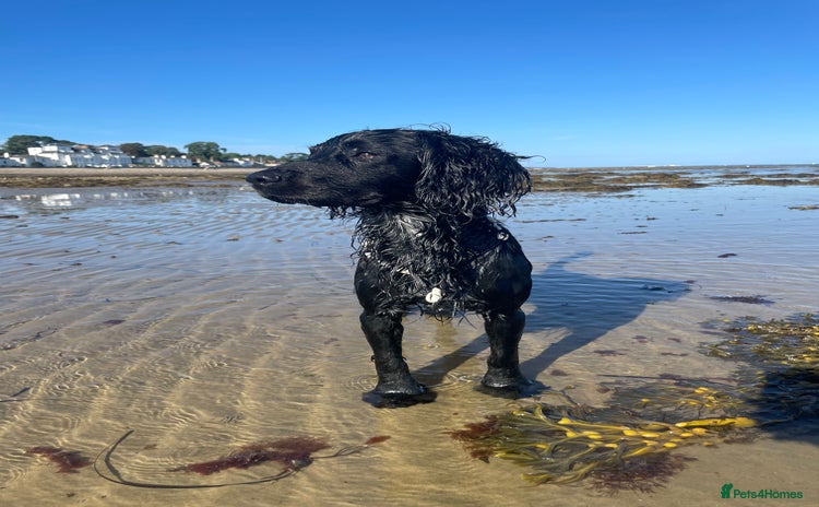 Sprocker dogs - Advert 1