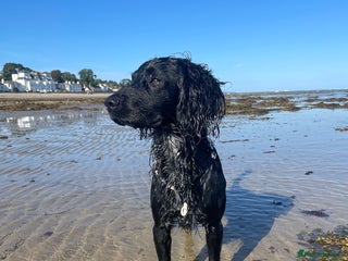 Sprocker dogs - Advert 2