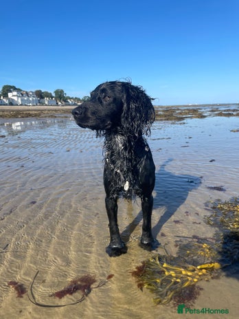 Sprocker dogs - Advert 1