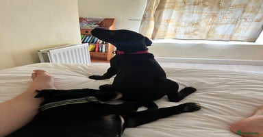 Mixed Breed dogs - Advert 7