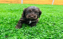 Cockapoo dogs for sale: Cockapoo Babies 🐾🐾🐾 - Image 5