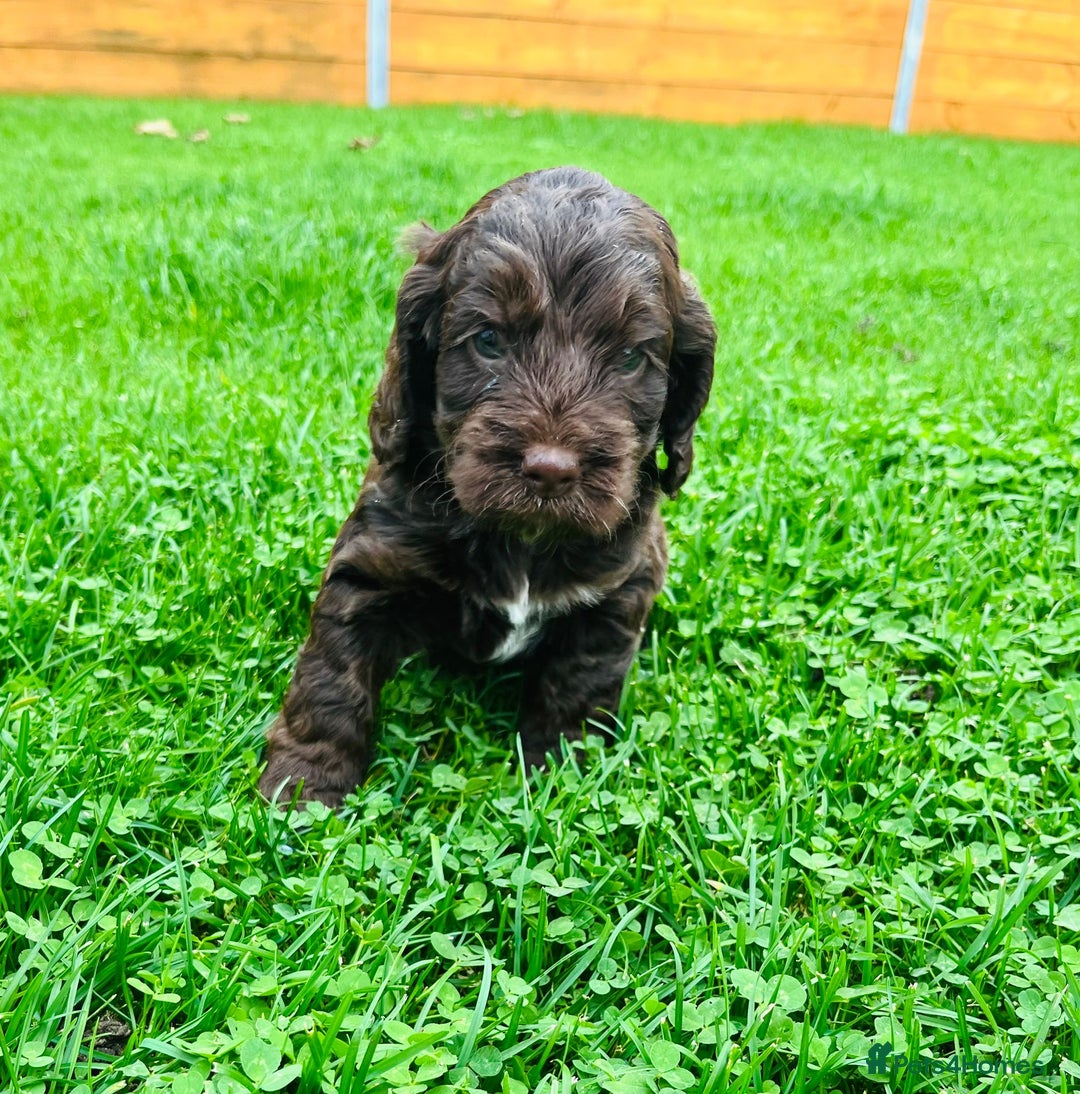 Cockapoo dogs for sale: Cockapoo Babies 🐾🐾🐾 - Image 5
