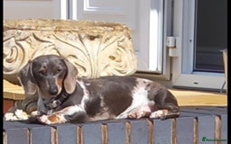 Miniature Dachshund dogs for sale: Miniature dachshund puppies - Image 12