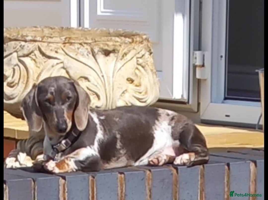 Miniature Dachshund dogs for sale: Miniature dachshund puppies - Image 12