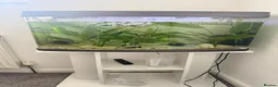 Mollies fish for sale: Molly Fish with full tank setup  - Advert 3