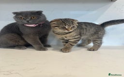 British Shorthair cats for sale: 🐾 Scottish Fold Kittens for Sale 🐾  - Image 2