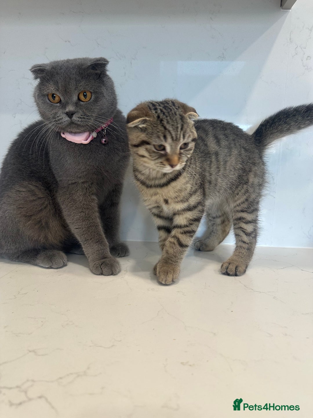 British Shorthair cats for sale: 🐾 Scottish Fold Kittens for Sale 🐾  - Image 2