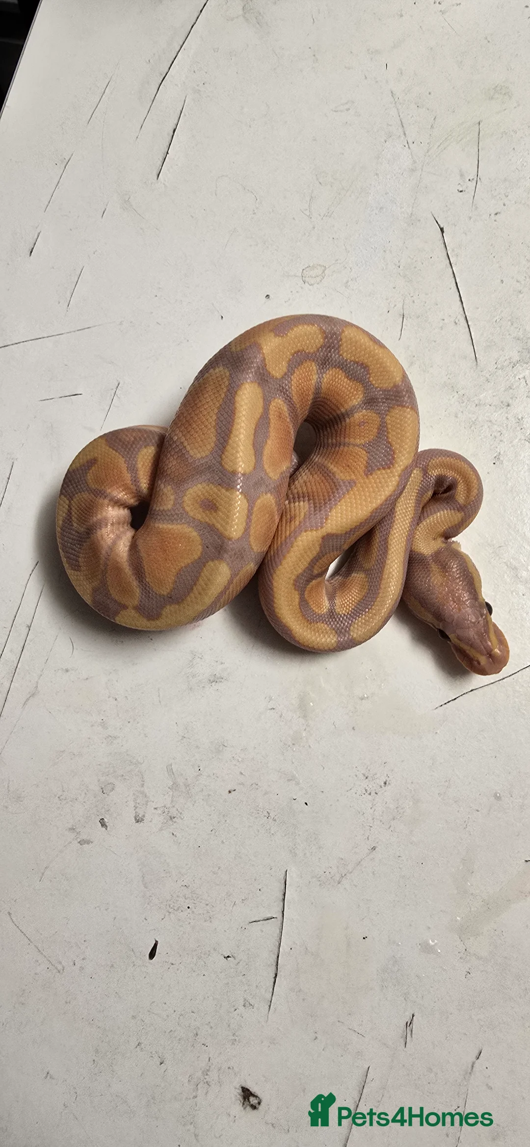 Python Snake reptiles for sale: Various Ball Pythons in Wellingborough - Advert 23