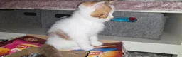 Munchkin cats for sale: Munchkin kittens - Advert 20