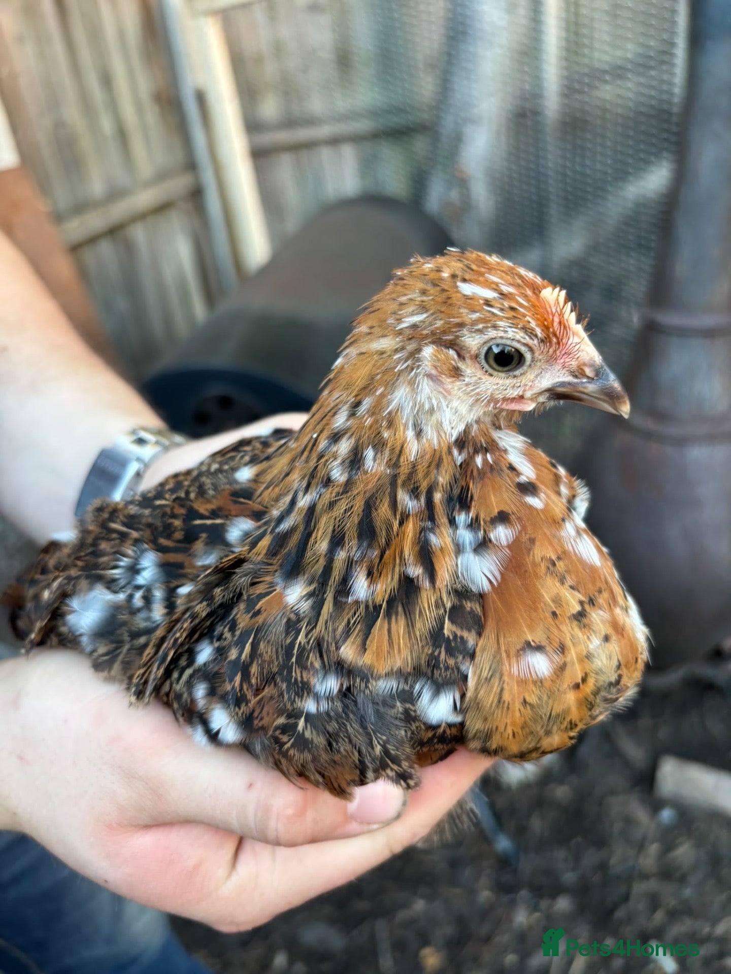 Chickens poultry Stunning pekin bantams + frizzles  - Advert 1