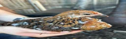 Chickens poultry for sale: Stunning pekin bantams + frizzles  - Advert 1