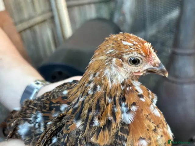 Chickens poultry for sale: Stunning pekin bantams + frizzles - Advert 1