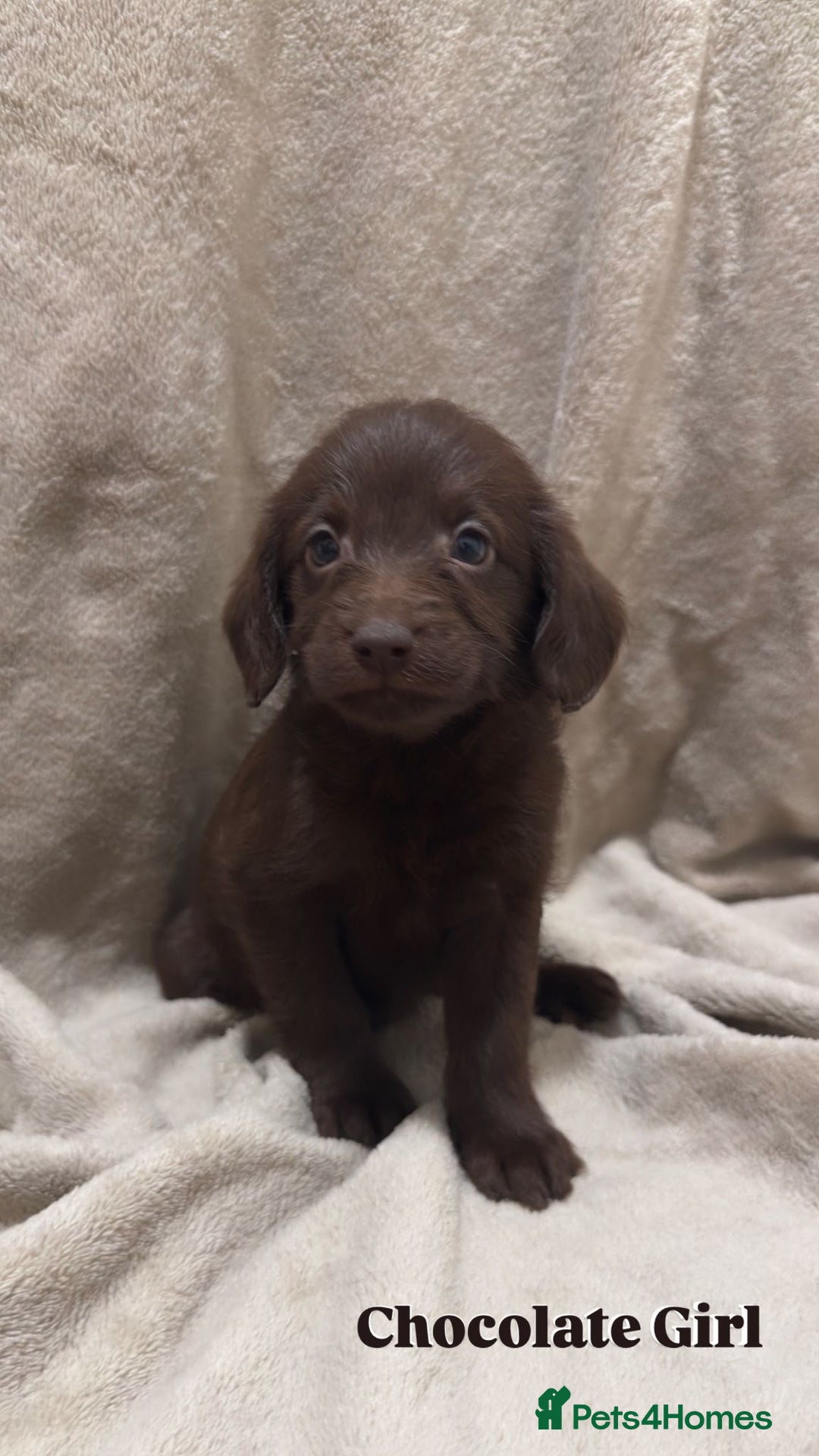 Labradoodle dogs for sale: Labradoodle Puppies (Miniature)  - Advert 9