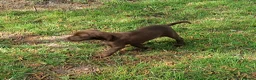 Pointer dogs for sale: HPR Puppies - Friendly ready Soon - Advert 7