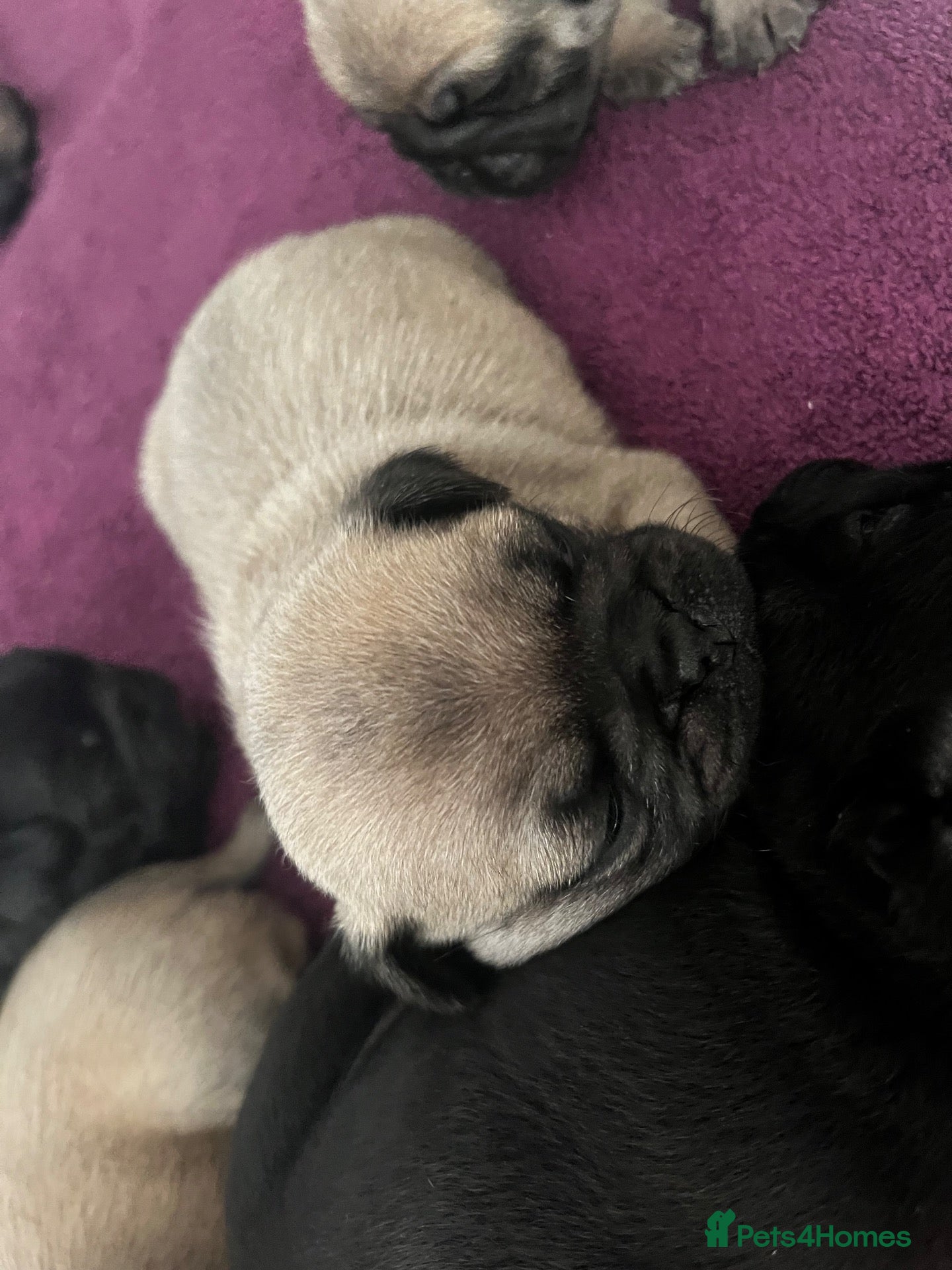Pug dogs 🐾 Stunning Pug puppies ONLY 3 LEFT 🐾 - Advert 5