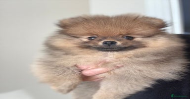 Pomeranian dogs - Advert 8