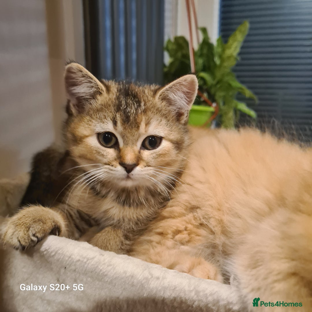 Scottish Fold cats for sale: Scottish fold/straight looking for home  - Advert 4