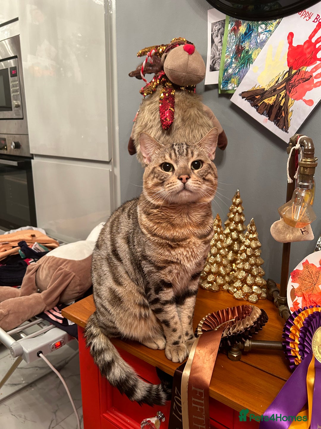 Bengal cats for sale: Two Bengal brothers  - Advert 3