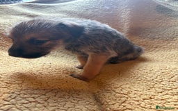 Mixed Breed dogs for sale: German Shepherd cross puppies - Image 4