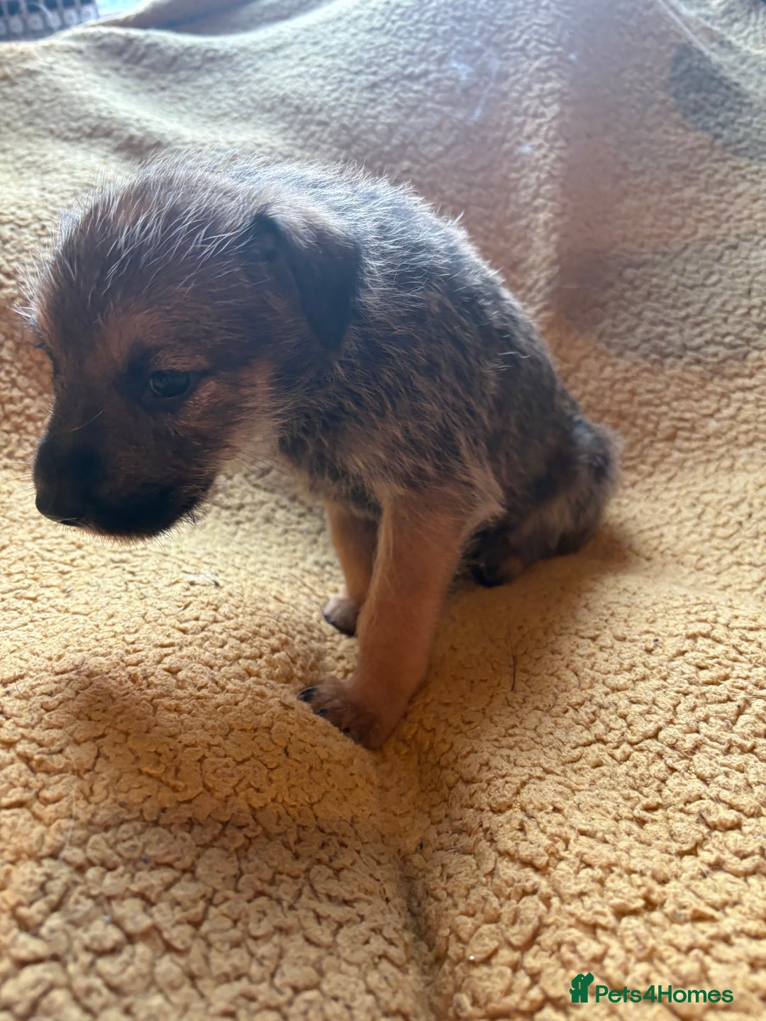 Mixed Breed dogs for sale: German Shepherd cross puppies - Image 4