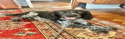 Mixed Breed dogs for adoption: George – Your Shadow, Snuggle Buddy & Best Friend in Nottingham - Advert 3