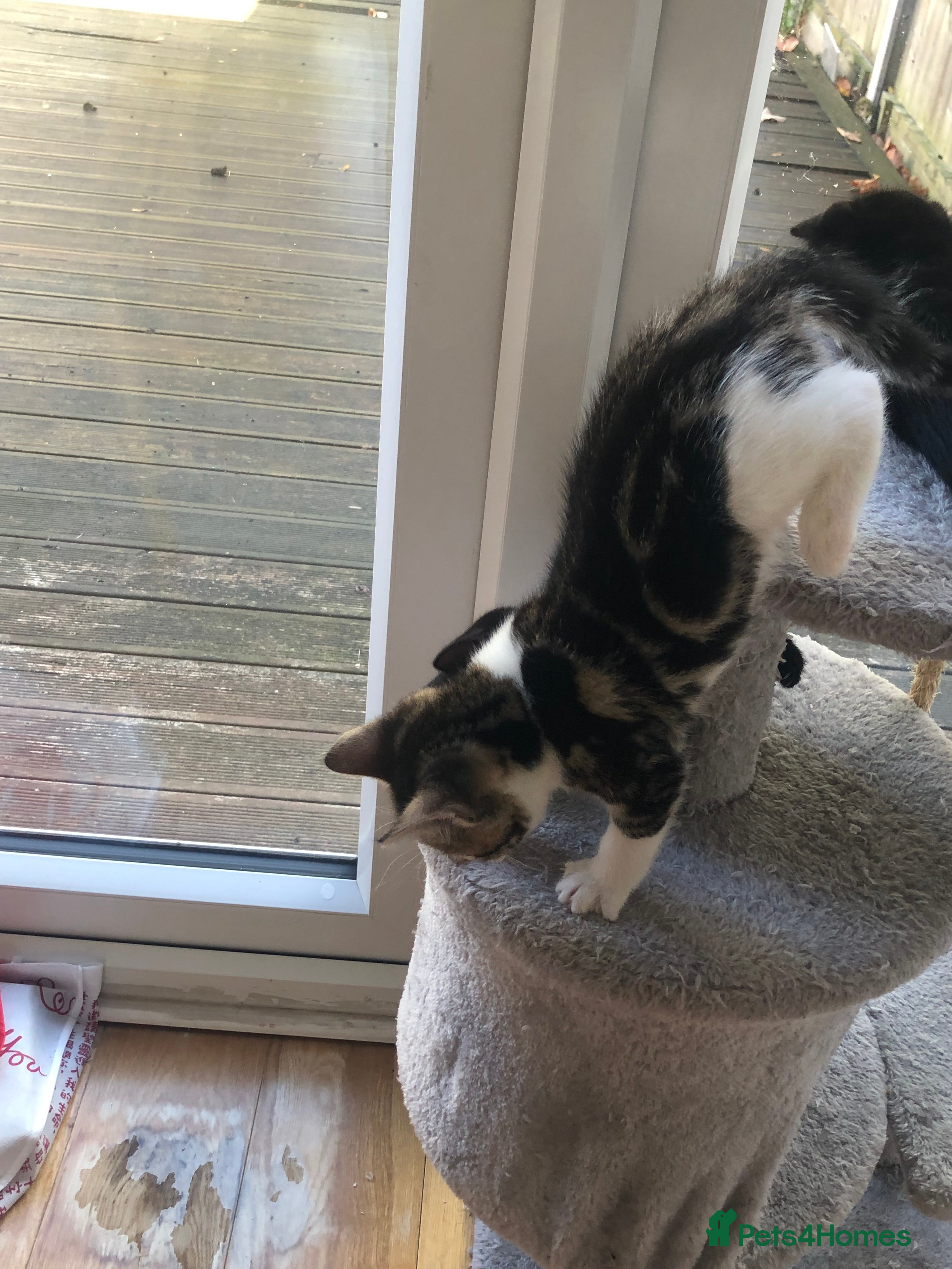 Mixed Breed cats Adorable and playful mixed-breed kittens for sale - Advert 2