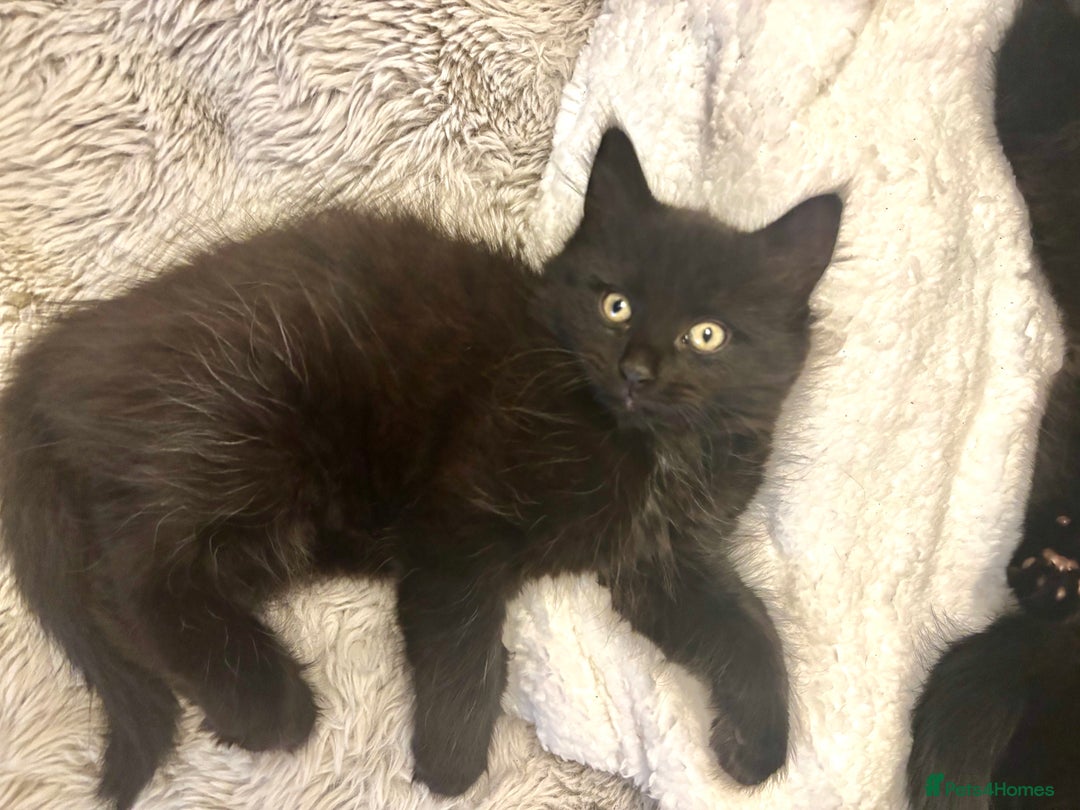 Mixed Breed cats for sale: Very fluffy, playful kittens - Advert 9