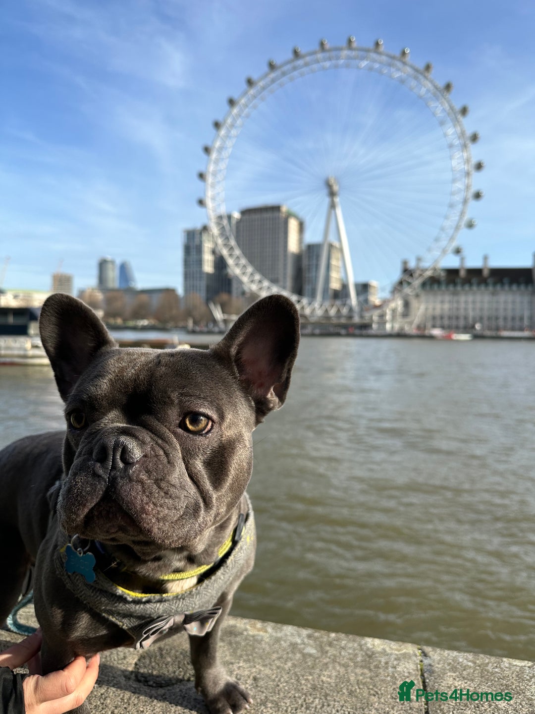 French Bulldog dogs for stud: Blue&Tan French Bulldog ready for stud £500 in Northampton - Advert 2