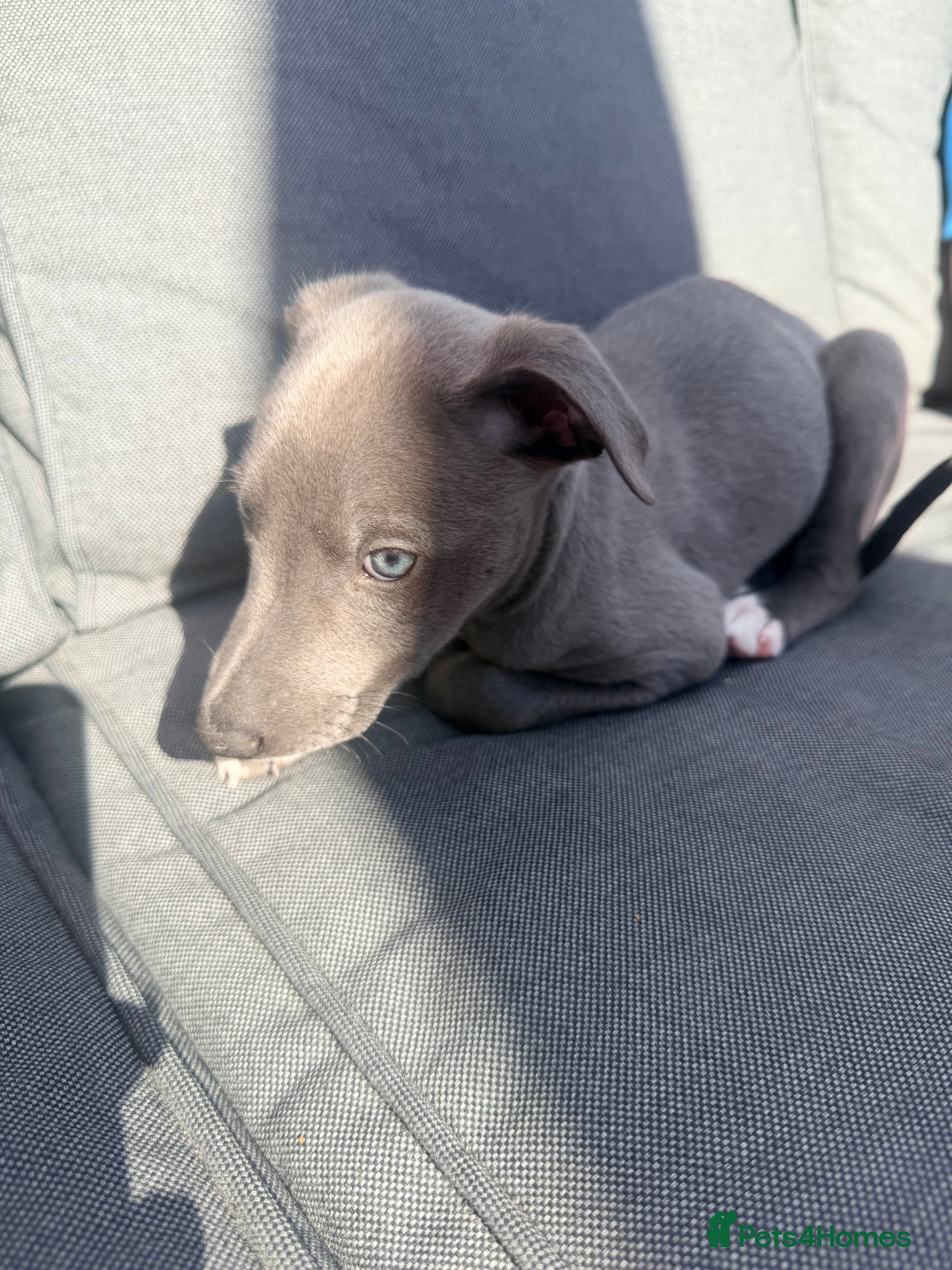 Whippet dogs Gorgeous Whippets Ready for forever Home - Advert 2