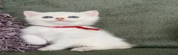 British Shorthair cats for sale: Unique British shorthair golden kittens  - Advert 12