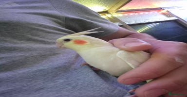 Cockatiels birds - Advert 14