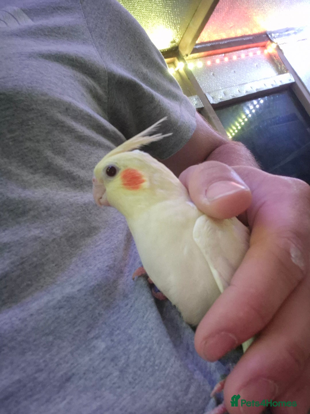 Cockatiels birds for sale: Baby and Adult Cockatiels ready to be tamed - Image 2