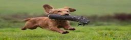 Cocker Spaniel dogs for sale: Beautiful Working Cocker Spaniel Puppies - Advert 26