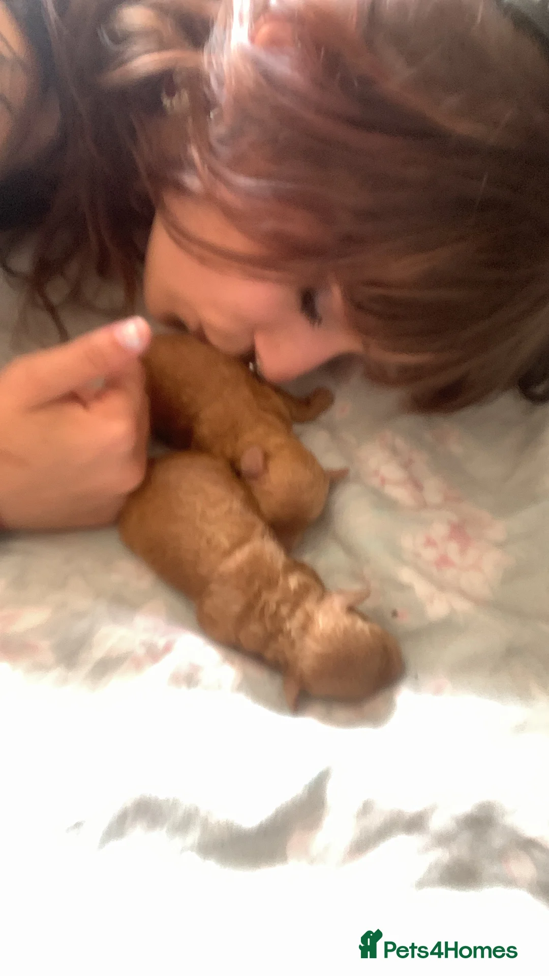 Toy Poodle dogs for stud: red toy poodle kc registered super small only 2 kg in Birmingham - Advert 10