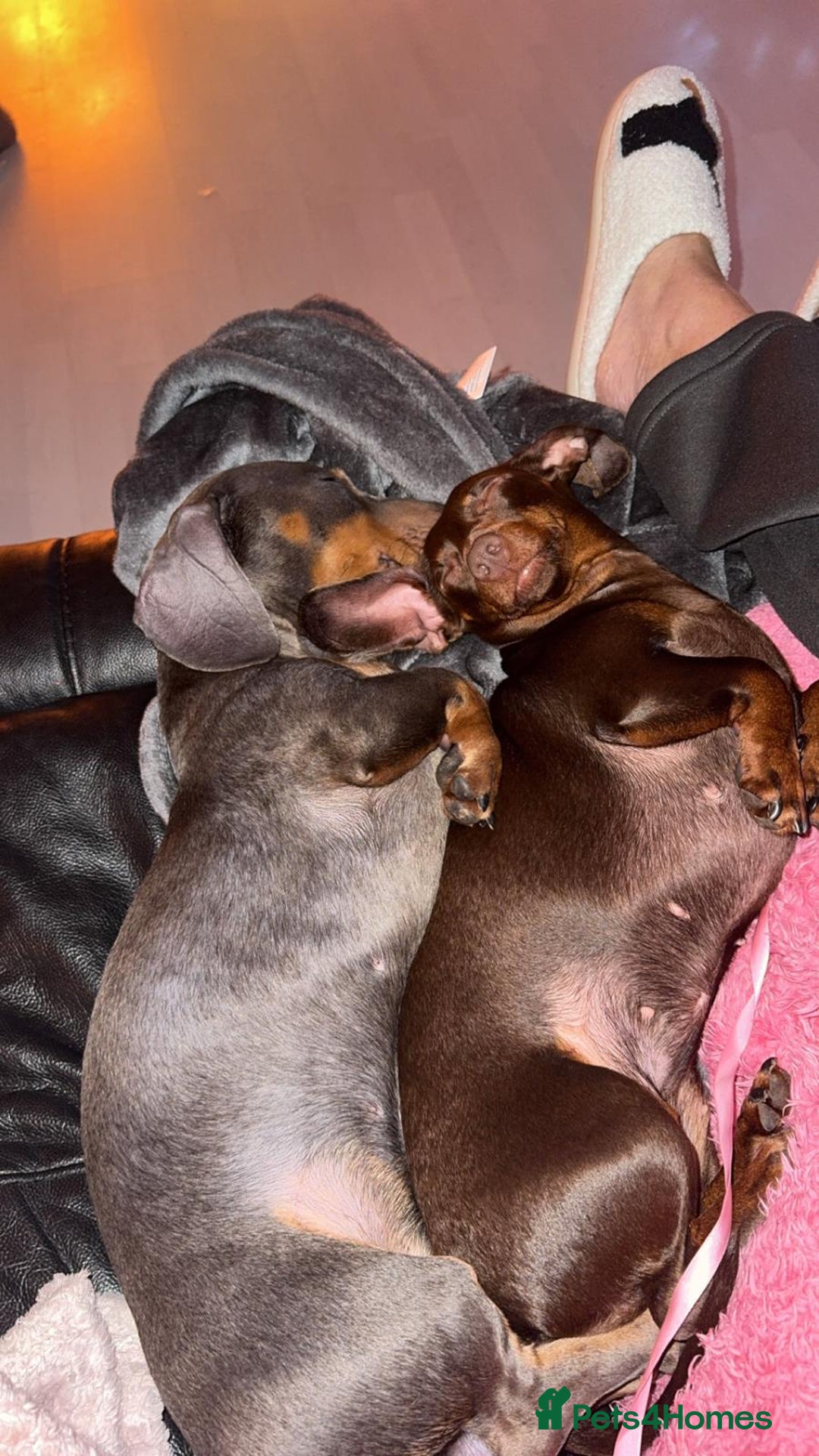 Miniature Dachshund dogs for stud: Miniature daschund stud  - Image 5